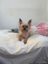 Reunited Male Dog last seen Le Dive, New York, NY 10002