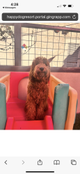 Reunited Female Dog last seen Fountain Ave and Knoll Rd, Redlands, CA 92373
