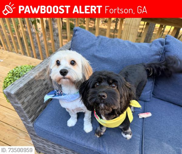 Found/Stray Male Dog last seen Fortson Rd. Hickory Hollow subdivision, Fortson, GA 31808