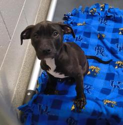 Shelter Stray Male Dog last seen Near S Commerce Road, wolverine lake, MI, 48390, 1200 N Telegraph Building 42E, Pontiac, MI 48340, USA