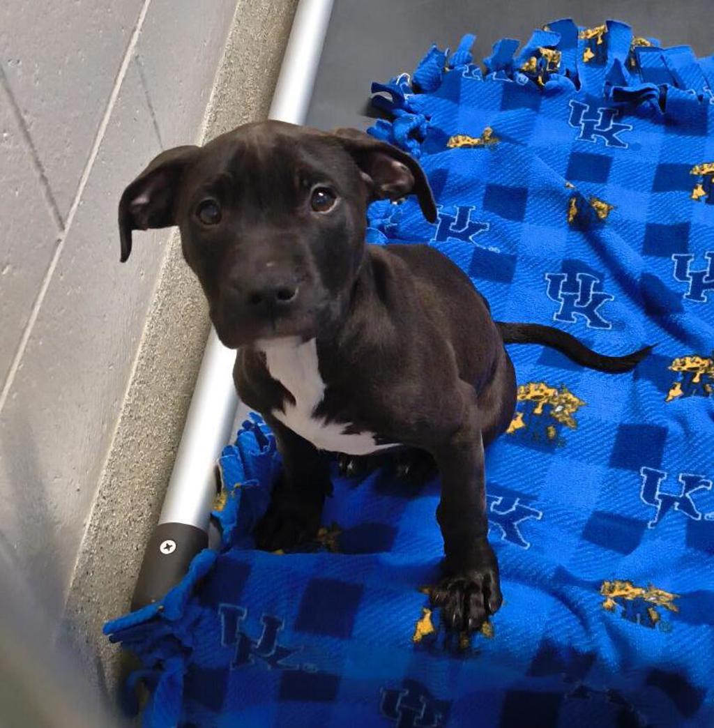 Shelter Stray Male Dog last seen Near S Commerce Road, wolverine lake, MI, 48390, 1200 N Telegraph Building 42E, Pontiac, MI 48340, USA