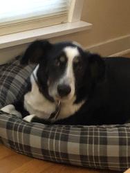 Lost Female Dog last seen Muddy Creek Greenway, Winston-Salem, NC 27106