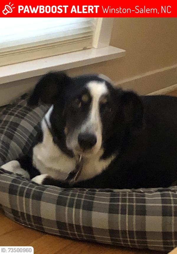 Lost Female Dog last seen Muddy Creek Greenway, Winston-Salem, NC 27106
