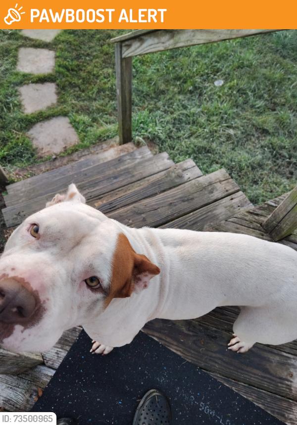 Found/Stray Female Dog last seen Buffalo Ford rd, Randolph County, NC 27316