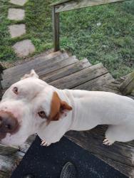 Found/Stray Female Dog last seen Buffalo Ford rd, Randolph County, NC 27316