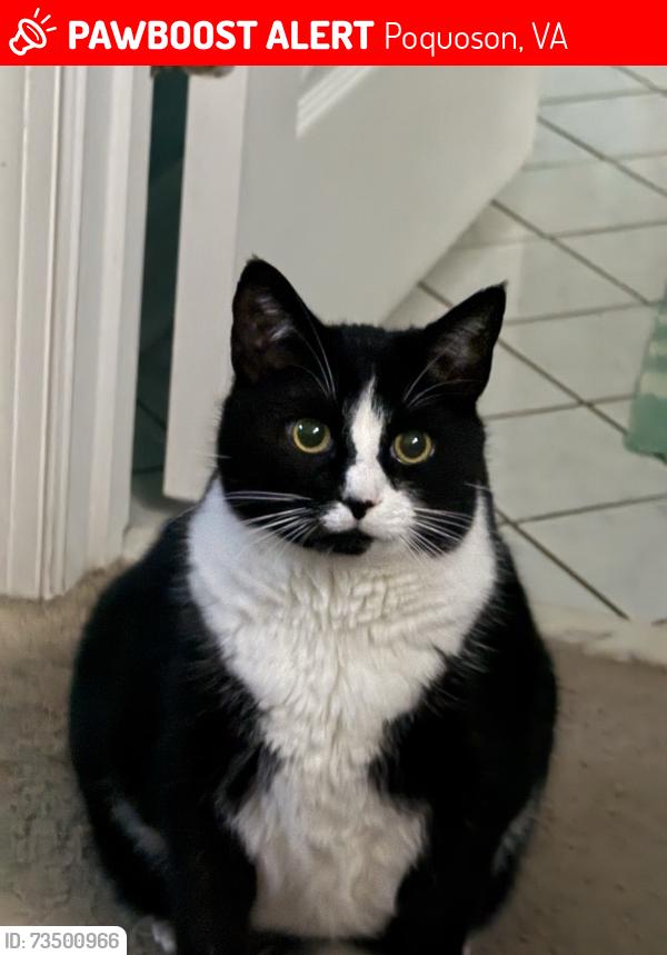 Lost Male Cat last seen Robert Bruce and Little Florida Rd, Poquoson, VA 23662