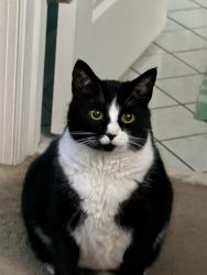 Lost Male Cat last seen Robert Bruce and Little Florida Rd, Poquoson, VA 23662