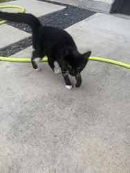 Found/Stray Unknown Cat last seen Couch and Wilberforce, Houston, TX 77091