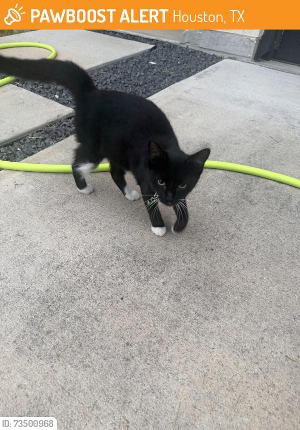 Found/Stray Unknown Cat last seen Couch and Wilberforce, Houston, TX 77091