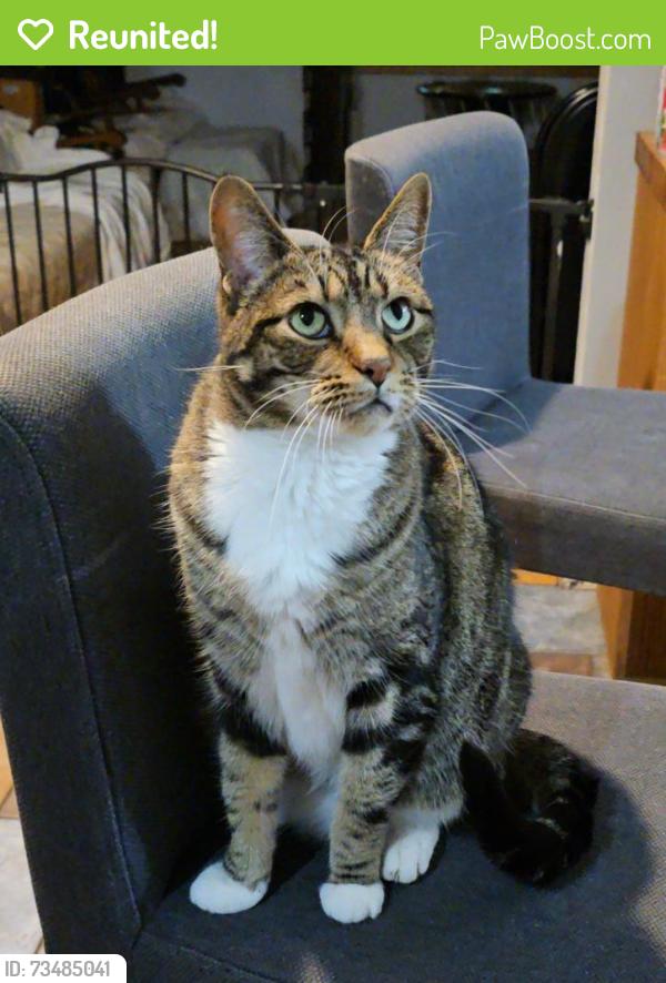 Reunited Male Cat last seen Willow Run St. Cottage Grove (Behind Stoddards), Cottage Grove, WI 53527