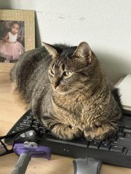 Reunited Male Cat last seen Near Augusta way Kissimmee, Kissimmee, FL 34746