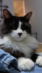Lost Female Cat last seen Reno and Douglas, Midwest City, OK 73110