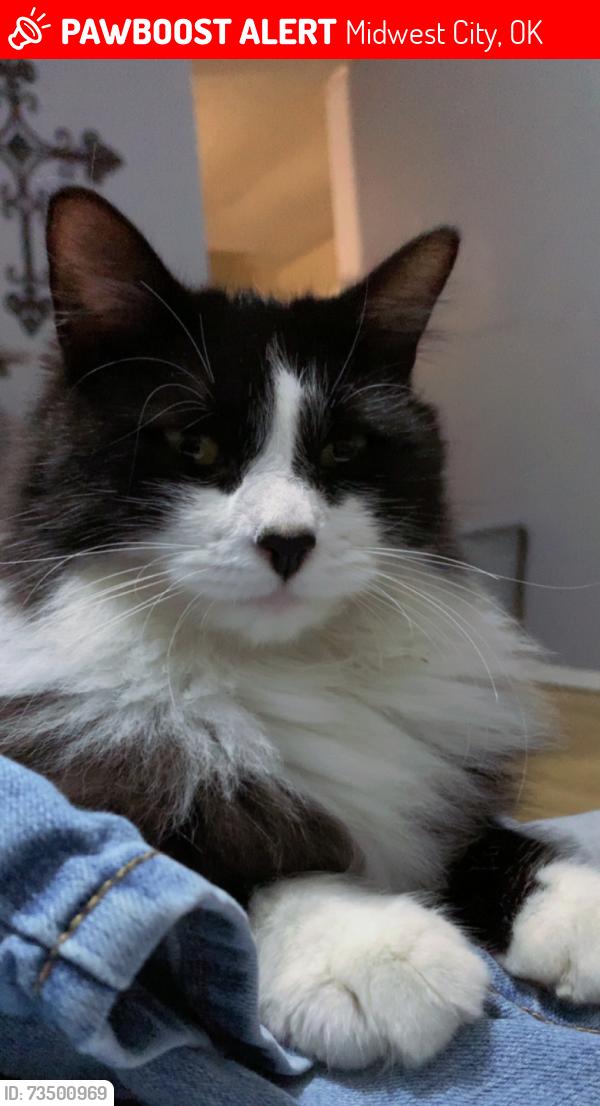 Lost Female Cat last seen Reno and Douglas, Midwest City, OK 73110
