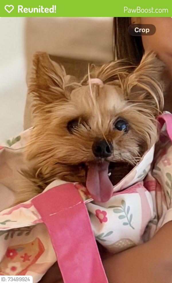 Reunited Female Dog last seen Near SW Mapp Rd, Palm City, FL 34990, USA, Palm City, FL 34990