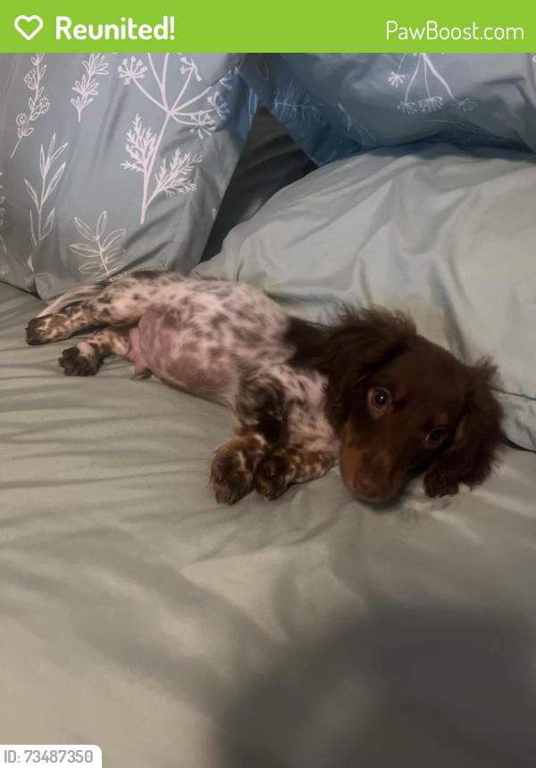 Reunited Male Dog last seen Hilliard High School, Hilliard, FL 32046
