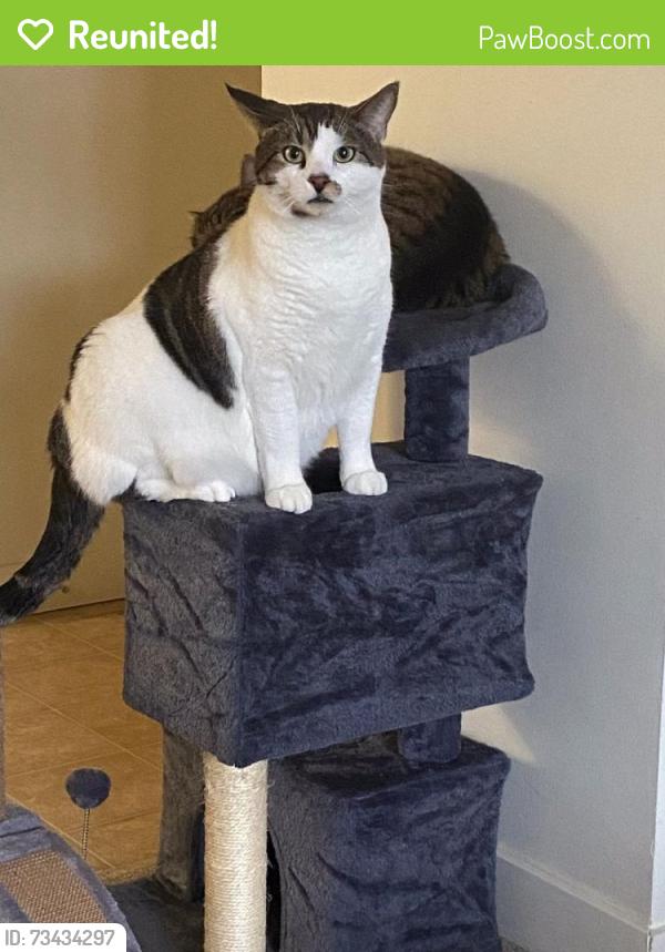 Reunited Male Cat last seen Coloniale ests neighbourhood, Beaumont, AB T4X 1S2