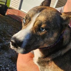 Shelter Stray Male Dog last seen , 244 Georgetown Rd, Jacksonville, NC 28540, USA
