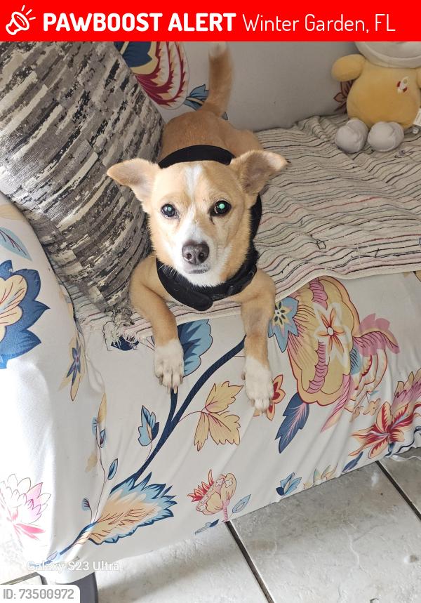 Lost Male Dog last seen S park street, Winter Garden, FL 34787