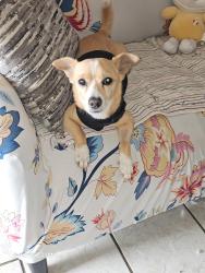 Lost Male Dog last seen S park street, Winter Garden, FL 34787