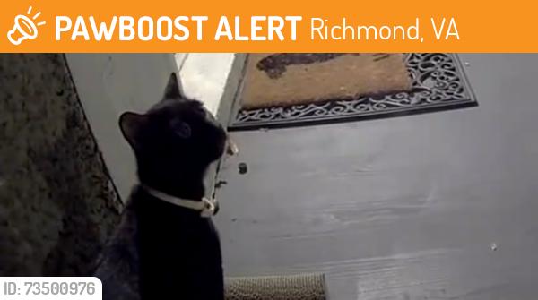 Found/Stray Unknown Cat last seen Brookland Park Blvd and Barton Ave, Richmond, VA 23222