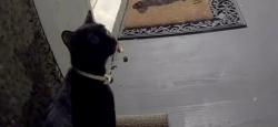 Found/Stray Unknown Cat last seen Brookland Park Blvd and Barton Ave, Richmond, VA 23222