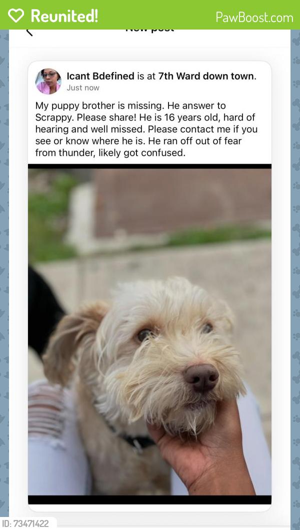 Reunited Male Dog last seen Broad and St. Bernard, New Orleans, LA 70119