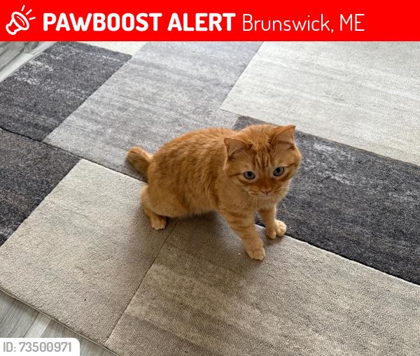 Lost Male Cat last seen The landing YMCA, Brunswick, ME 04011