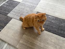 Lost Male Cat last seen The landing YMCA, Brunswick, ME 04011