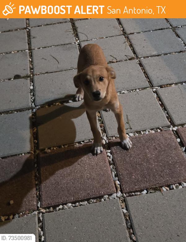 Found/Stray Male Dog last seen Alamodome, San Antonio, TX 78203