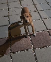 Found/Stray Male Dog last seen Alamodome, San Antonio, TX 78203