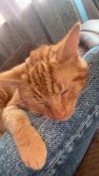 Reunited Male Cat last seen Coldbrook road, Vale of Glamorgan, Wales 