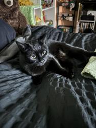 Found/Stray Female Cat last seen Waffle hse on Powder Springs, Marietta, GA 30008