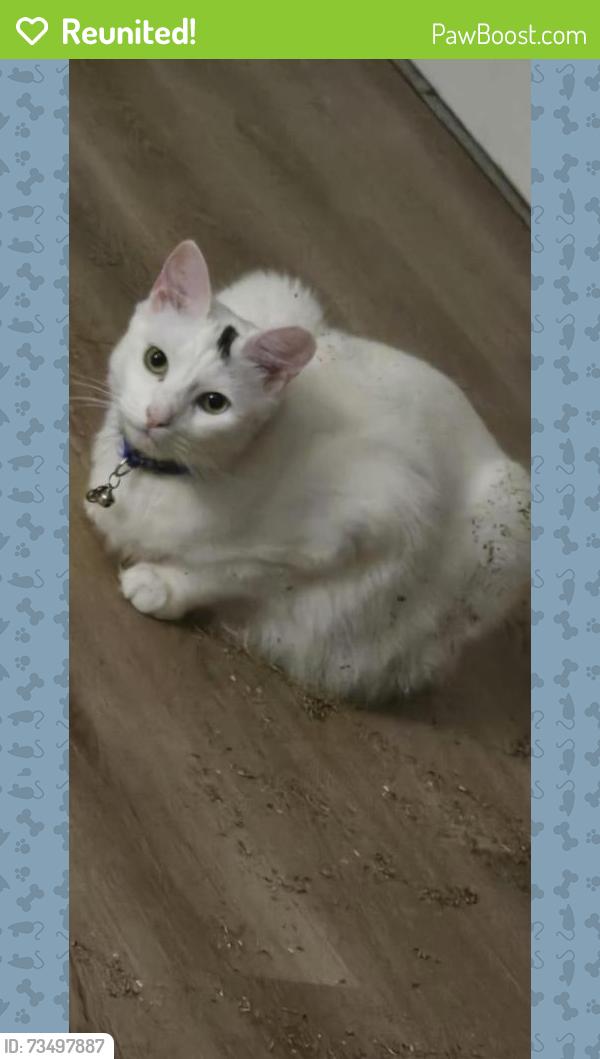 Reunited Male Cat last seen Not far from the airport, right off E National Cemetery., Florence, SC 29506