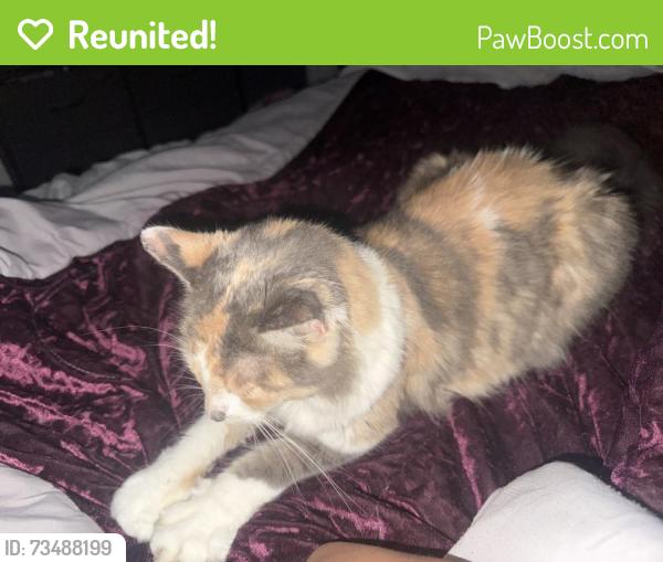 Reunited Female Cat last seen Near, Katy, TX 77449