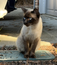 Found/Stray Male Cat last seen Babel, Concord, CA 94521