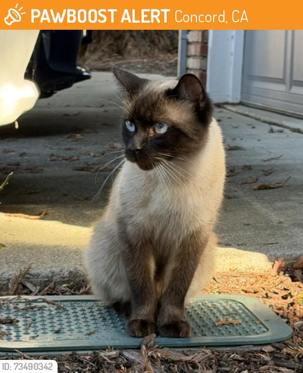 Found/Stray Male Cat last seen Babel, Concord, CA 94521