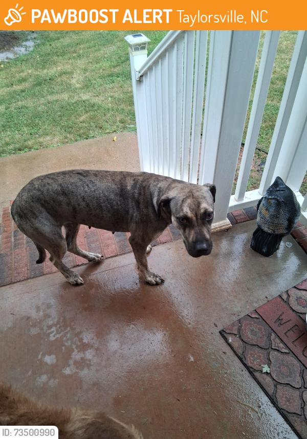 Found/Stray Female Dog last seen Near Paul Payne Store Rd Taylorsville NC, Taylorsville, NC 28681