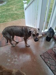 Found/Stray Female Dog last seen Near Paul Payne Store Rd Taylorsville NC, Taylorsville, NC 28681