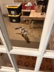 Found/Stray Female Cat last seen Jersey Village neighborhood, Jersey Village, TX 77040