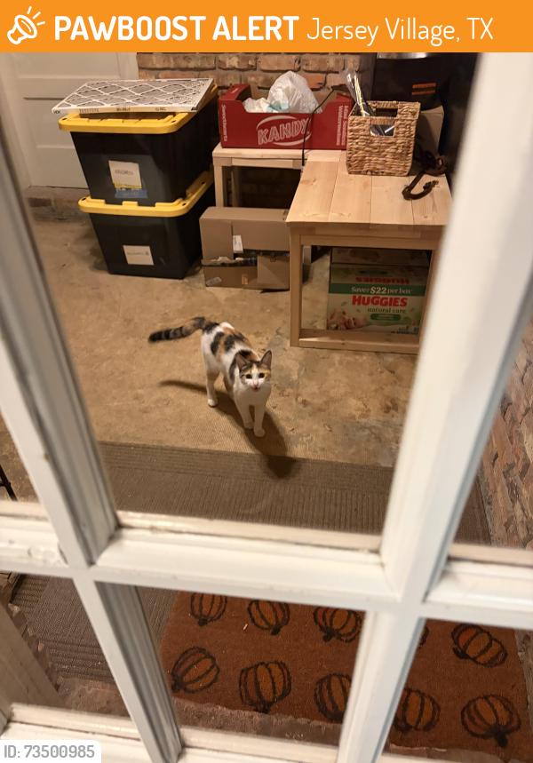 Found/Stray Female Cat last seen Jersey Village neighborhood, Jersey Village, TX 77040