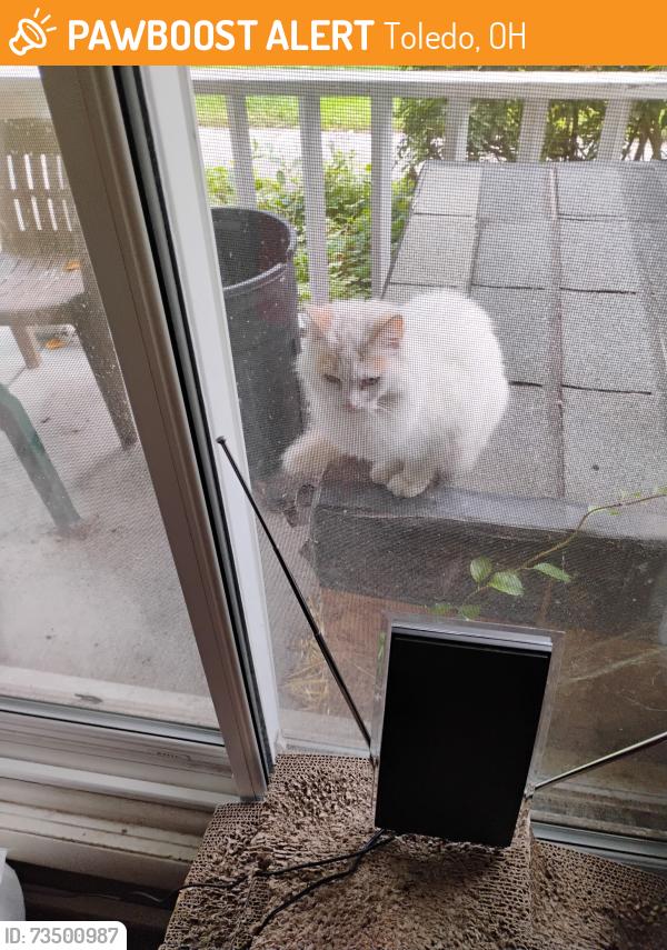 Found/Stray Unknown Cat last seen Kroger, Toledo, OH 43615
