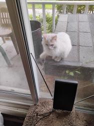 Found/Stray Unknown Cat last seen Kroger, Toledo, OH 43615
