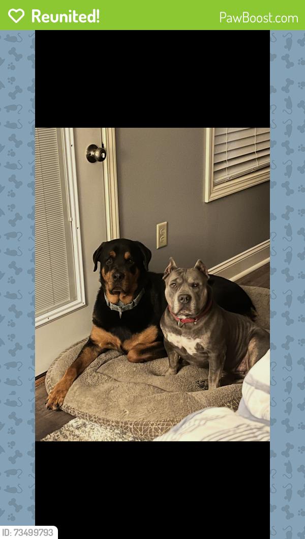 Reunited Male Dog last seen Corner of strawberry plains pike and corum road, Knoxville, TN 37924