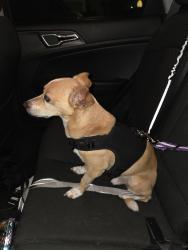 Reunited Male Dog last seen West colonial and s. Park ave, Winter Garden, FL 34787