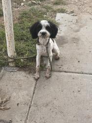 Found/Stray Male Dog last seen 58th Ave, Amarillo, TX 79101
