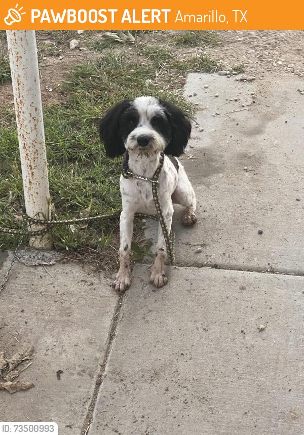Found/Stray Male Dog last seen 58th Ave, Amarillo, TX 79101