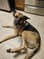 Reunited Male Dog last seen Twin trees ln sanford, twin lakes community, Sanford, FL 32771
