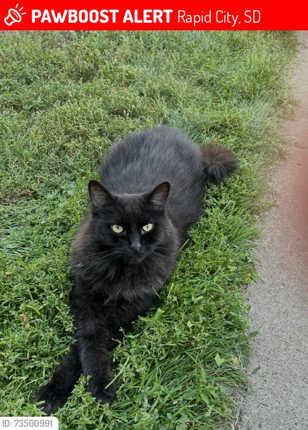Lost Male Cat last seen South Park Elementary Rapid City, Rapid City, SD 57701