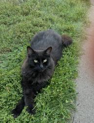 Lost Male Cat last seen South Park Elementary Rapid City, Rapid City, SD 57701