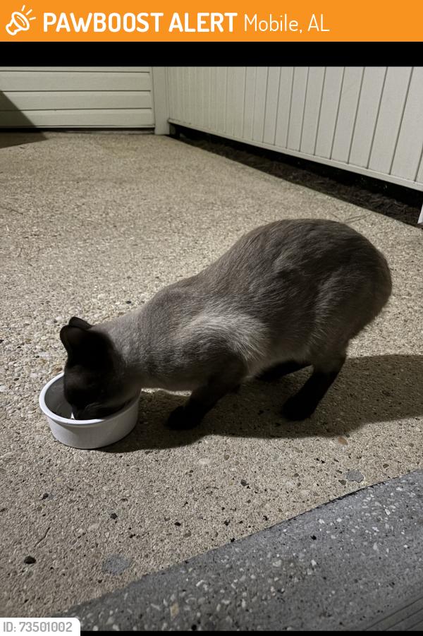 Found/Stray Male Cat last seen Yester oaks, Mobile, AL 36608